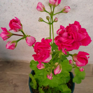 아이비제라늄 테스블러드 꽃대있음,러시아제라늄