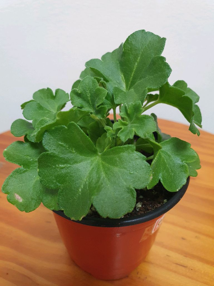 아이비제라늄 테스블러드 꽃대있음,러시아제라늄--1