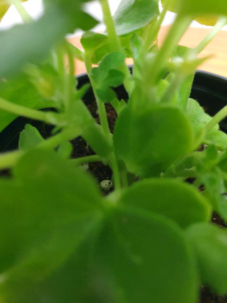 아이비제라늄 테스블러드 꽃대있음,러시아제라늄--2