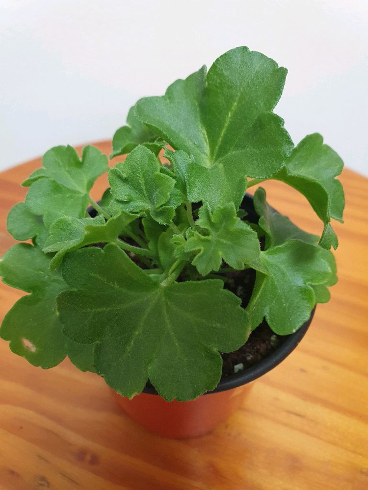 아이비제라늄 테스블러드 꽃대있음,러시아제라늄--3