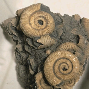 진품 암모나이트 화석..엄청 비싼건데 급전이 필요해서 판매해요.. 이미지