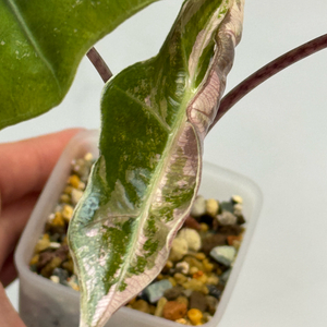 알로카시아 푸세이도 핑크 바리에가타