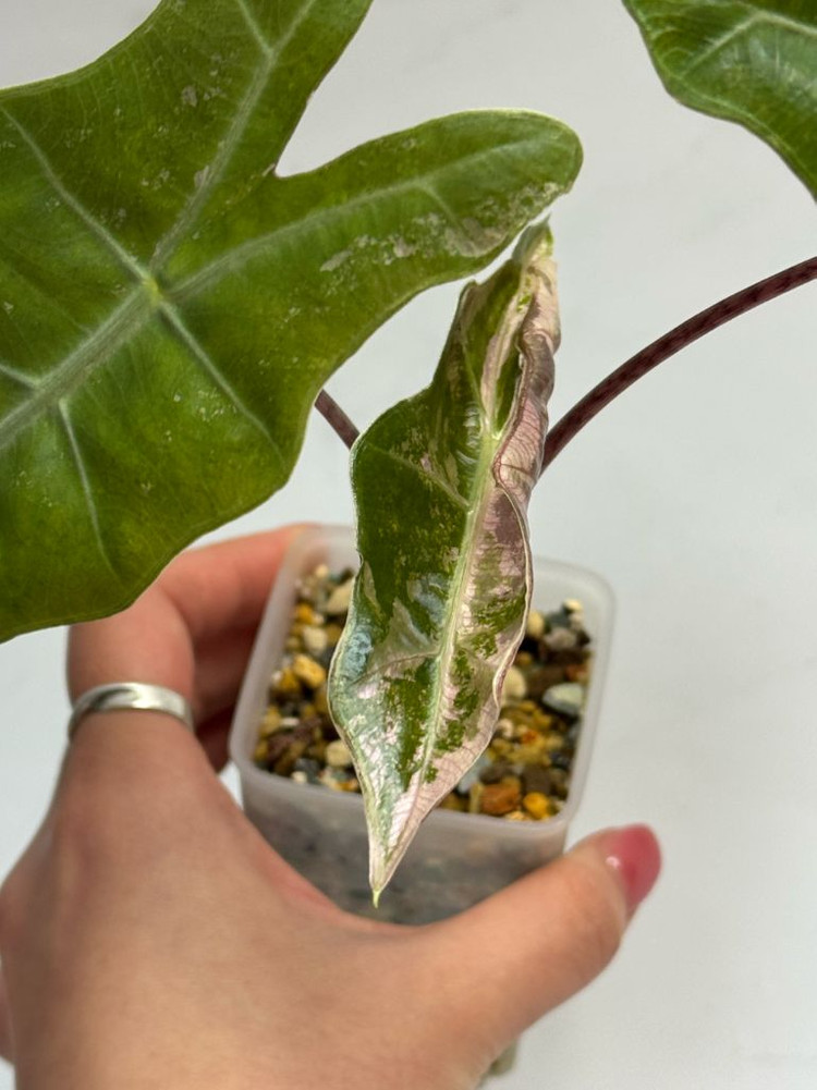 알로카시아 푸세이도 핑크 바리에가타--1