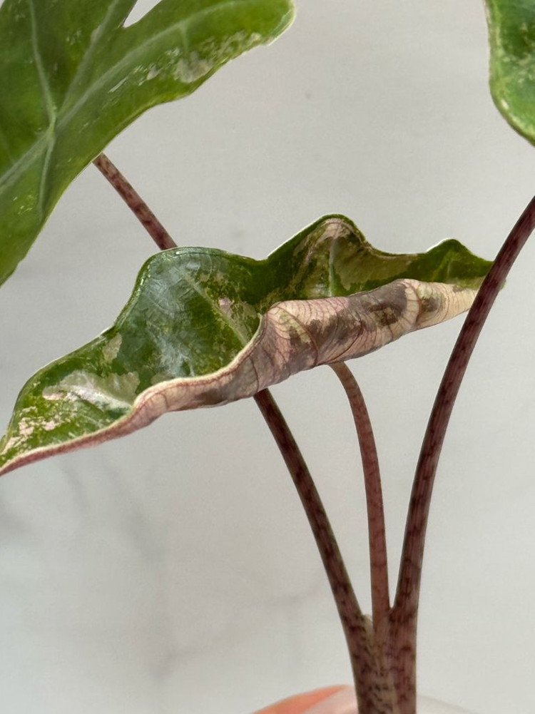 알로카시아 푸세이도 핑크 바리에가타--2