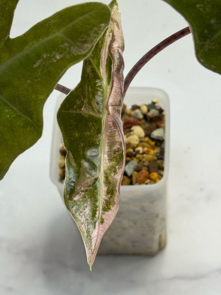 알로카시아 푸세이도 핑크 바리에가타--3