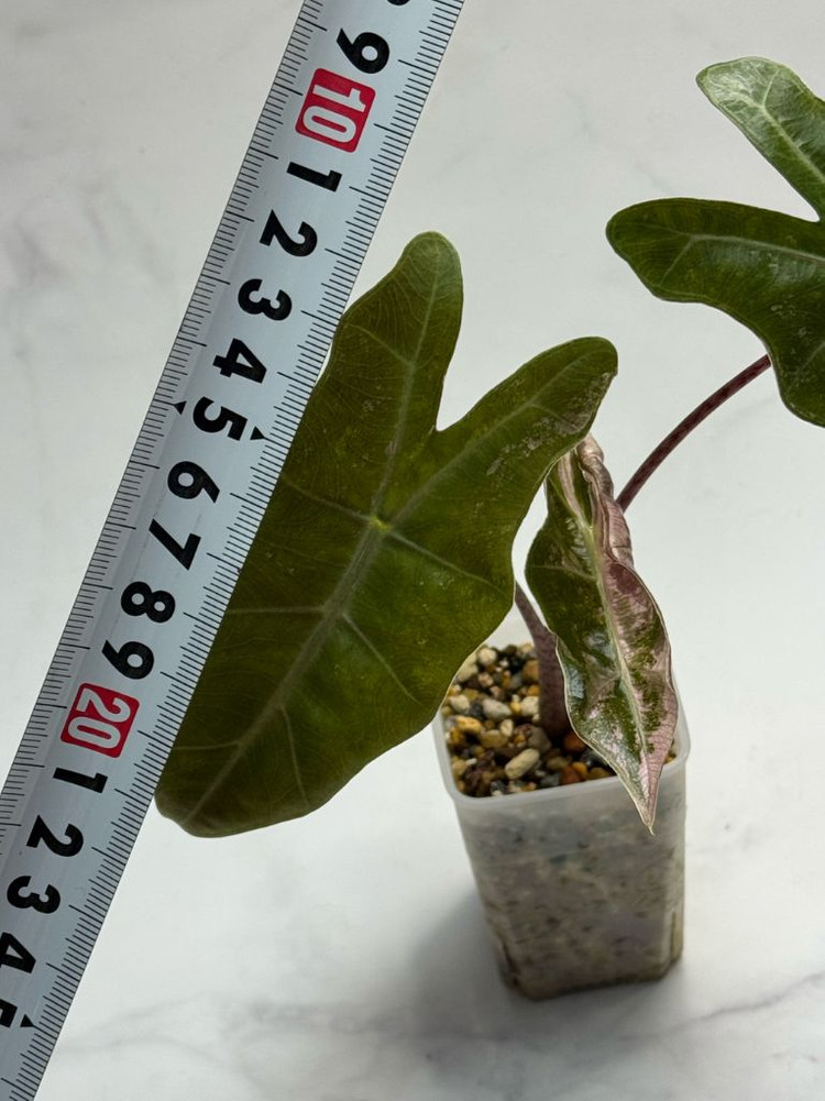 알로카시아 푸세이도 핑크 바리에가타--4