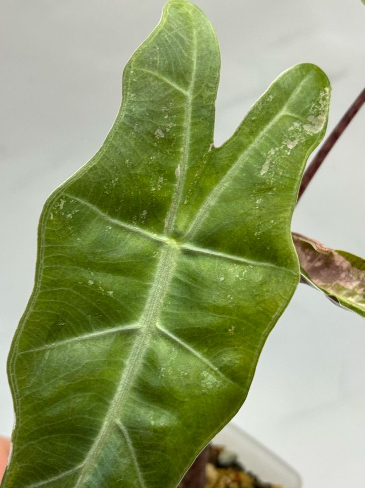 알로카시아 푸세이도 핑크 바리에가타--5