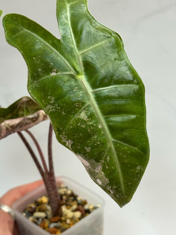 알로카시아 푸세이도 핑크 바리에가타--6