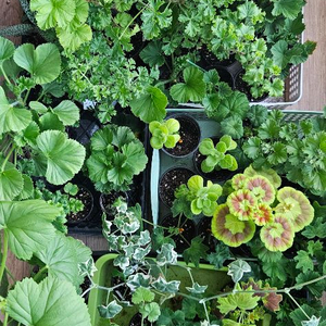 리갈 제라늄 개별분양