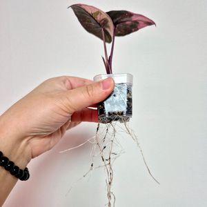 알로카시아 플럼배 핑크 바리에가타 / 핑크플럼배