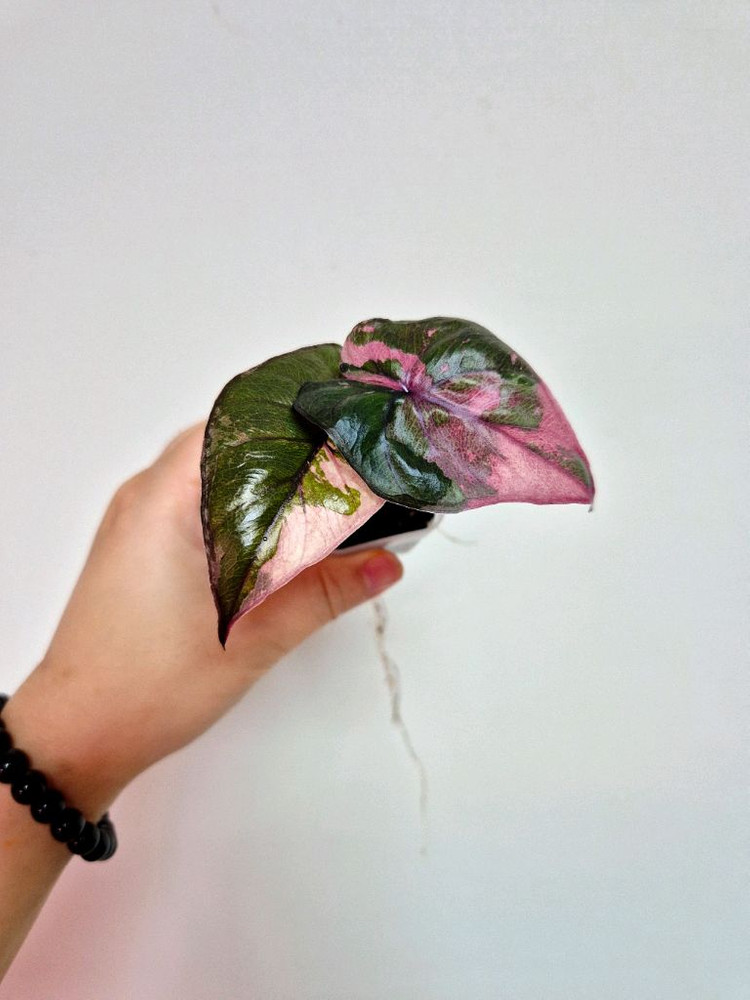 알로카시아 플럼배 핑크 바리에가타 / 핑크플럼배--2