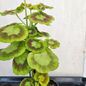 아미띠에핑쵸 제라늄