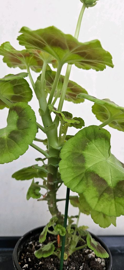 아미띠에핑쵸 제라늄--1