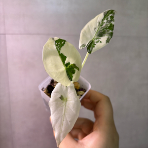 알로카시아 레갈쉴즈 알보 바리에가타