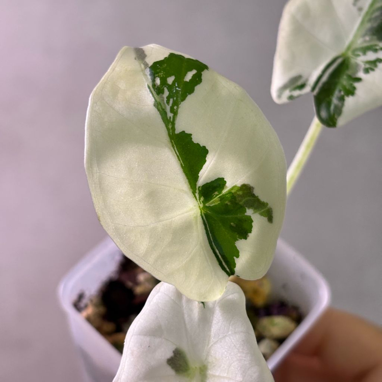 알로카시아 레갈쉴즈 알보 바리에가타--1