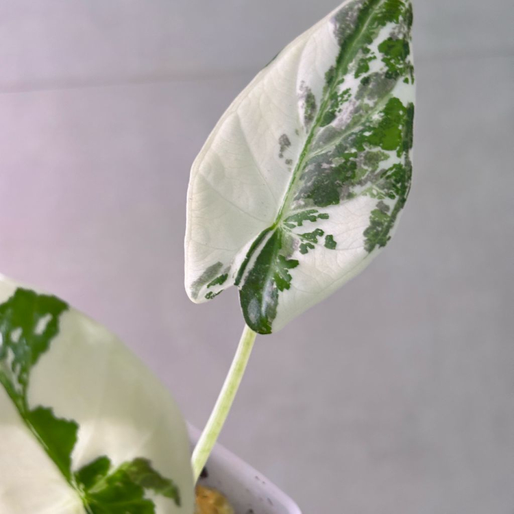 알로카시아 레갈쉴즈 알보 바리에가타--2