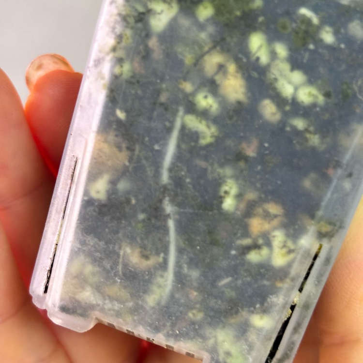 알로카시아 레갈쉴즈 알보 바리에가타--3