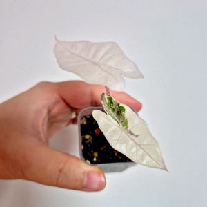 알로카시아 푸세이도핑크 바리에가타