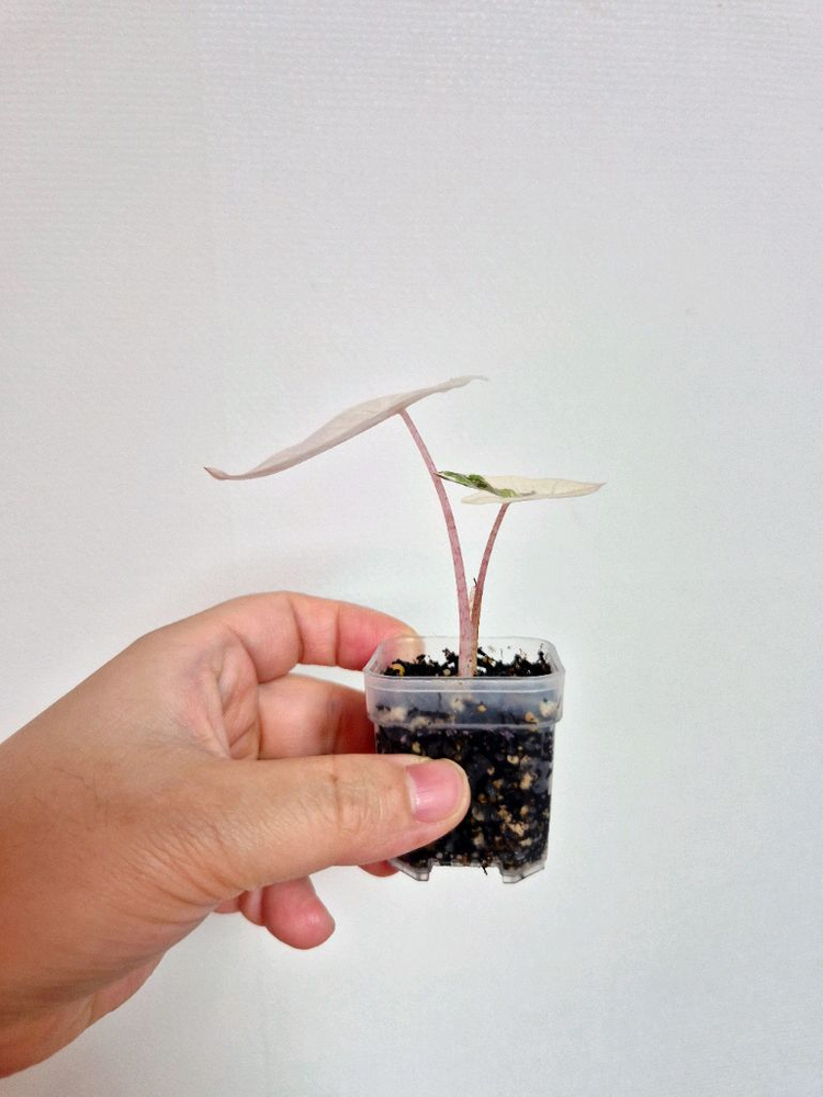 알로카시아 푸세이도핑크 바리에가타--2