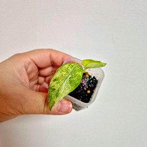 알로카시아 블랙벨벳 닌자 스플래쉬 바리에가타