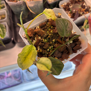 필로덴드론 민트 미칸 바리에가타