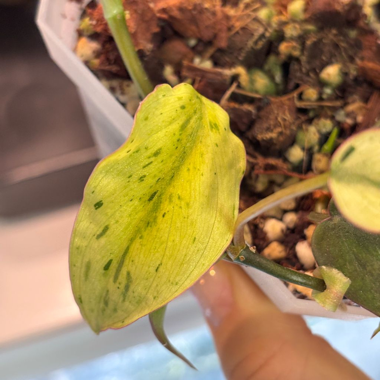 필로덴드론 민트 미칸 바리에가타--1