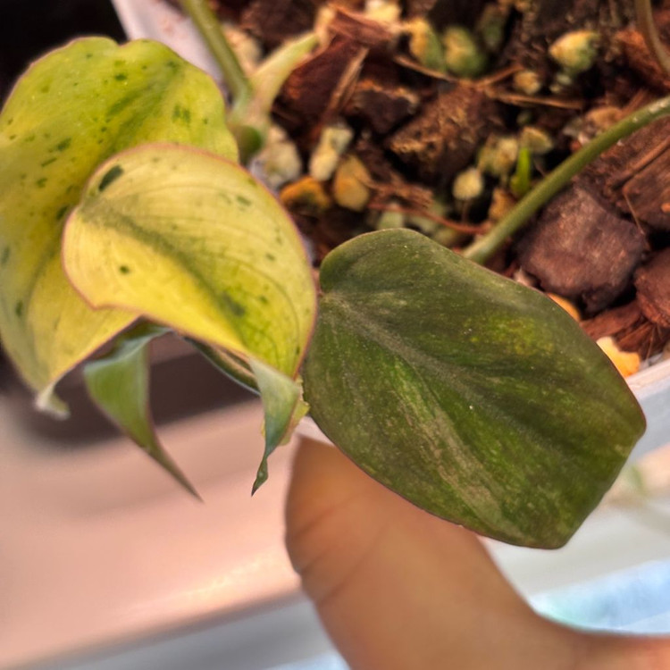 필로덴드론 민트 미칸 바리에가타--2