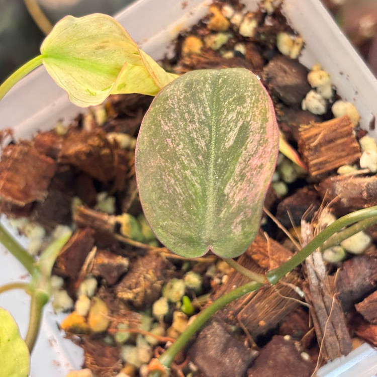 필로덴드론 민트 미칸 바리에가타--3