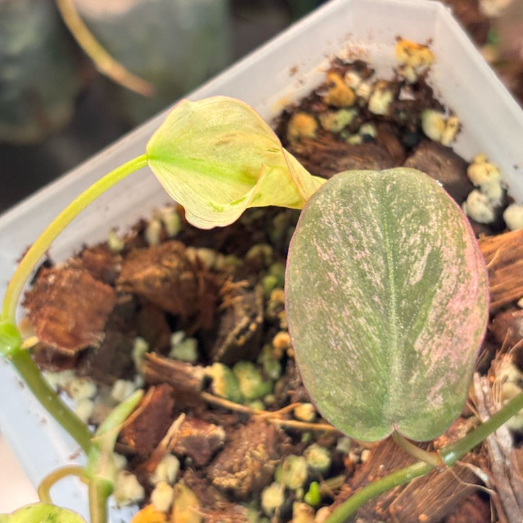 필로덴드론 민트 미칸 바리에가타--4