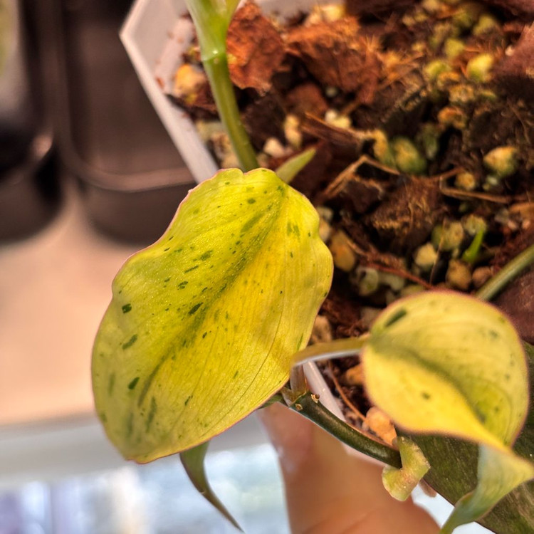 필로덴드론 민트 미칸 바리에가타--5