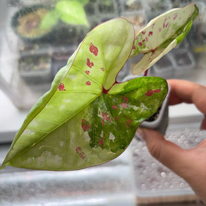 칼라디움 화이트 억만장자