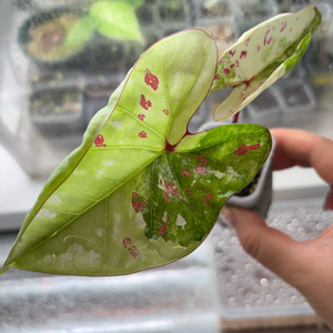 칼라디움 화이트 억만장자