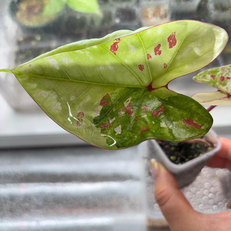 칼라디움 화이트 억만장자--1