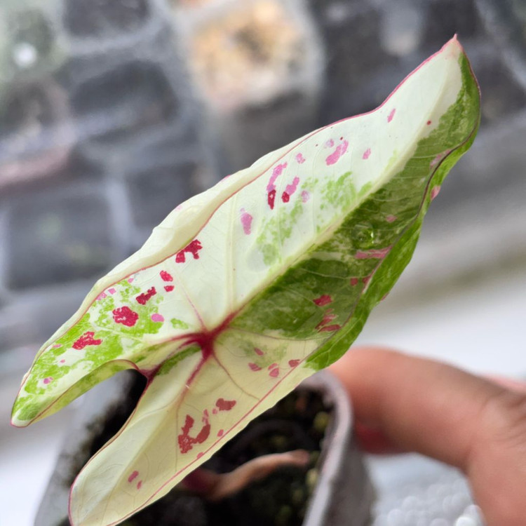 칼라디움 화이트 억만장자--2