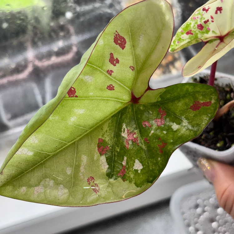 칼라디움 화이트 억만장자--3