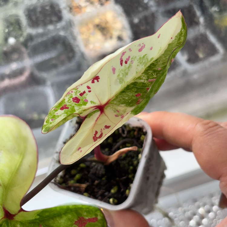 칼라디움 화이트 억만장자--4