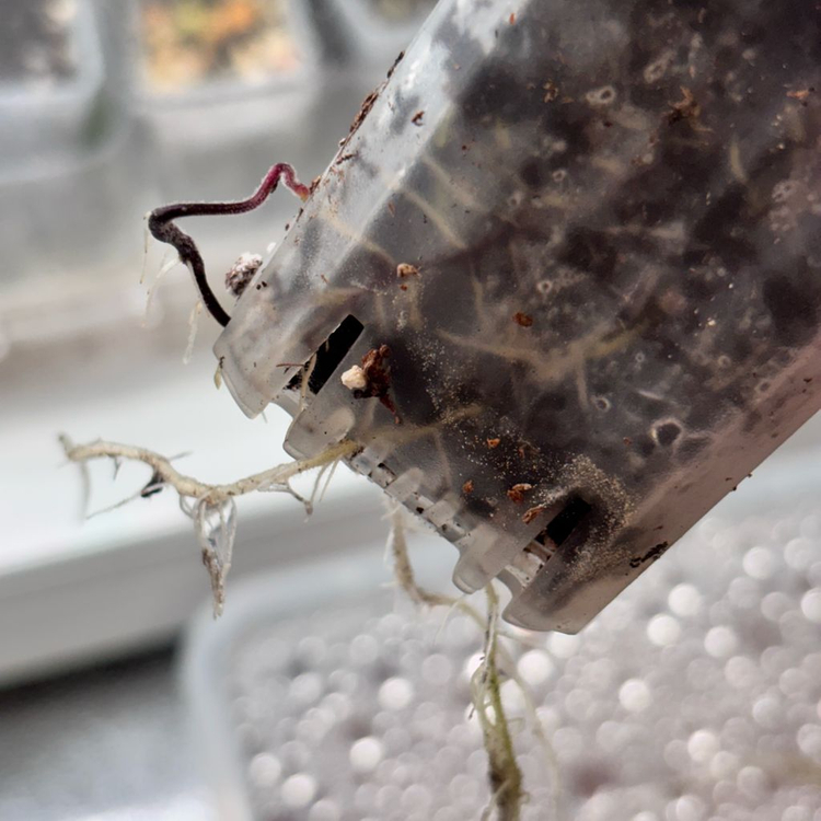 칼라디움 화이트 억만장자--5