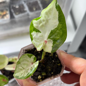 칼라디움 sp바리에가타