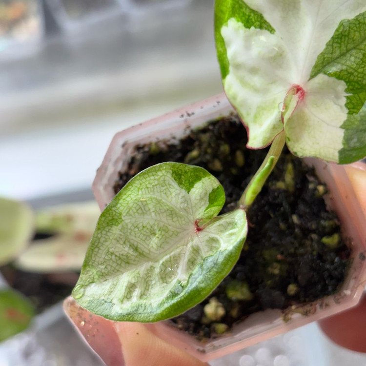 칼라디움 sp바리에가타--1