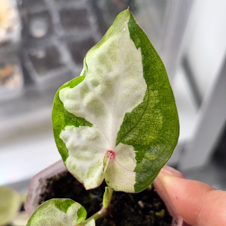 칼라디움 sp바리에가타--2