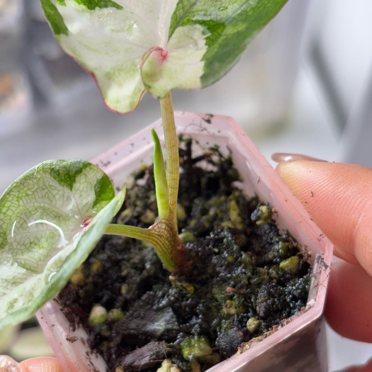 칼라디움 sp바리에가타--3