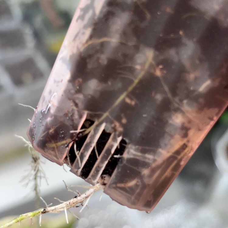 칼라디움 sp바리에가타--4