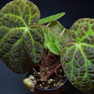 베고니아 락키아이