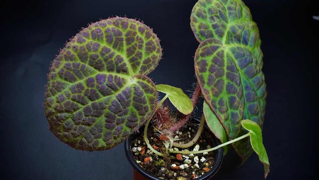 베고니아 락키아이--4