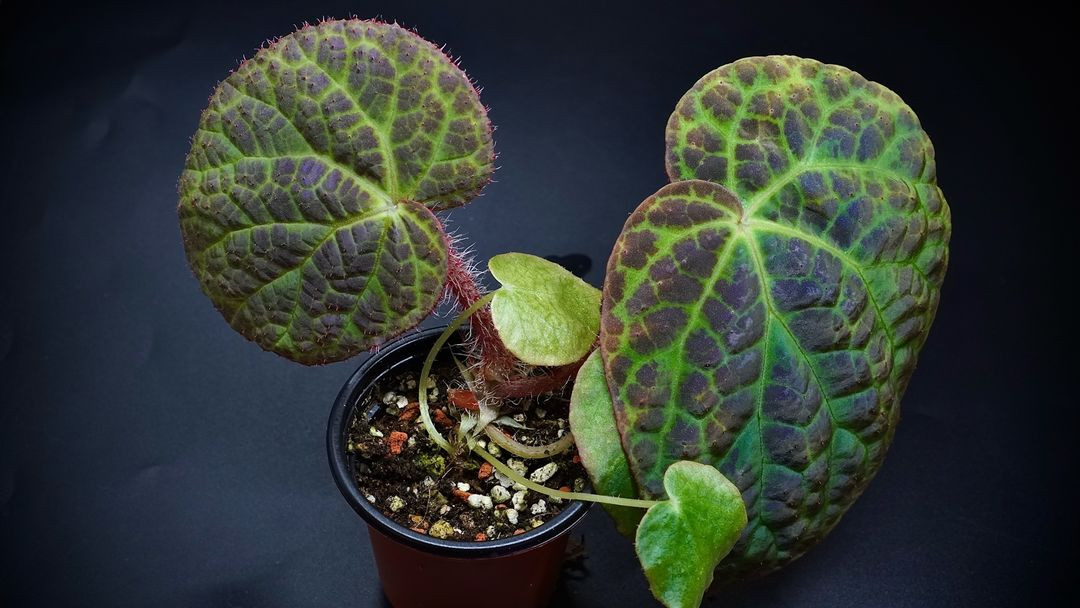 베고니아 락키아이--6