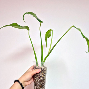 몬스테라 딜라체라타