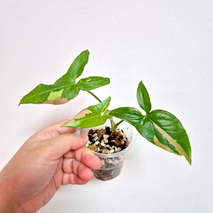 싱고니움 트리컬러