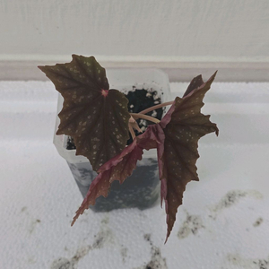 베고니아 루바게이