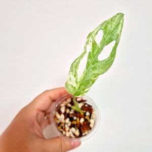 민트무늬아단소니