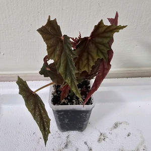 베고니아 루바게이